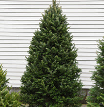 Load image into Gallery viewer, 6-8 Foot Nova Scotia Balsam Christmas Tree
