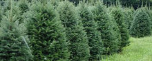 Load image into Gallery viewer, 6-8 Foot Nova Scotia Balsam Christmas Tree
